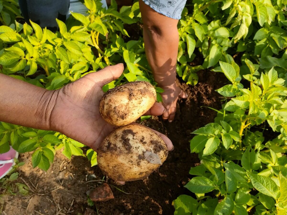 Potatoes being harvested